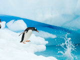 Buy Gentoo Penguin Jumping off Iceberg, Western Antarctic Peninsula, Antarctica at AllPosters.com