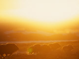 Buy Muskox Silhouetted at Sunset, Brooks Range, Alaska, USA at AllPosters.com