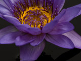 Purple Tropical Water Lily, Kenilworth Aquatic Gardens, Washington DC, USA