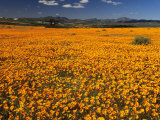 Buy Namaqualand Daisies, Skilpad Wildflower Reserve, Namaqualand, South Africa at AllPosters.com