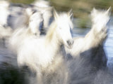 Buy Camargue Horses, Ile Del La Camargue, France at AllPosters.com