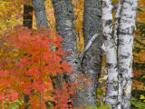 Colorful Maple Trees , Keweenaw Penninsula, Michigan, USA
