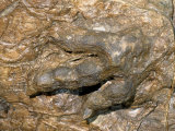 Dinosaur Track in St. George Dinosaur Discovery Site, Utah, USA