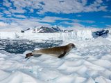 Buy Crabeater Seal Resting, Western Antarctic Peninsula, Antarctica at AllPosters.com