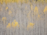 Buy Aspen Trees, White River National Forest, Colorado, USA at AllPosters.com