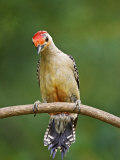 Red-Bellied Woodpecker, Northwest Texas, USA