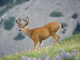 Buy Black-Tailed Deer, Olympic National Park, Washington, USA at AllPosters.com