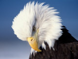 Buy Bald Eagle, Kachemak Bay, Alaska, USA at AllPosters.com