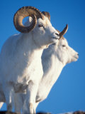 Buy Dall Sheep, Mount Margaret, Denali National Park, Alaska, USA at AllPosters.com