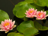 Pink and White Hardy Water Lilies, Kenilworth Aquatic Gardens, Washington DC, USA
