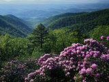 Blue Ridge Mountains Catawba Rhododendron, Blue Ridge Parkway, Virginia, USA