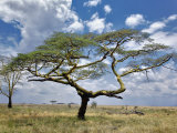 Umbrella Thorn Acacia, Serengeti National Park, Tanzania