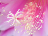 Center of Pink Cereus Blossom, Arlington, Virginia, USA