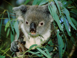 Koala Eating, Rockhampton, Queensland, Australia