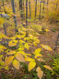 Northern Hardwood Forest, New Hampshire, USA