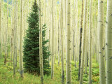 Silver FIr in Aspen Grove, White River National Forest, Colorado, USA