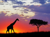 Giraffe silhouetted at sunrise, Masai Mara Game Reserve, Kenya