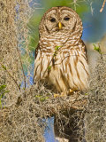Barred Owl perched in cypress tree, Texas, USA