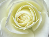 Close up details of white rose