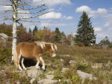 Wild Pony in Grayson Highlands State Park, Virginia, USA
