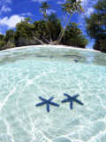 Sea Stars, Rock Islands, Palau