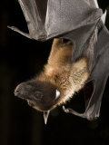 Giant Fruit Bat