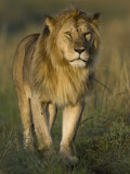 African Lion in Morning Fog, Masai Mara, Kenya