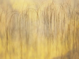 Reed Patterns and Fall Color on Little Sand Lake, Dorset, Minnesota, USA
