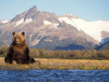 Buy Brown Bear Stretching, Katmai National Park, Alaska, USA at AllPosters.com