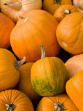 Pumpkins at the Moulton Farm, Meredith, New Hampshire, USA