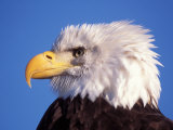 Buy Bald Eagle, Kachemak Bay, Southcentral Alaska, USA at AllPosters.com