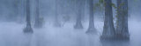 Bald Cypress Swamp in Fog, Cypress Gardens, Moncks Corner, South Carolina, USA