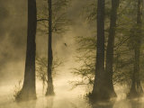 Bald Cypress Swamp in Fog, Cypress Gardens, Moncks Corner, South Carolina, USA
