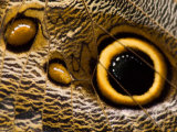 Pattern on Wing of Owl Butterfly, Brookside Gardens, Wheaton, Maryland, USA