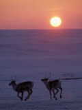Buy Caribou Pair, Arctic National Wildlife Refuge, Alaska, USA at AllPosters.com