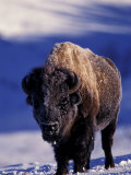 Bison in Yellowstone National Park, Wyoming, USA