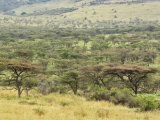 Acacia Forest, Serengeti National Park, Tanzania