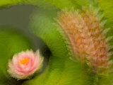 Hardy Water Lily, Kenilworth Aquatic Gardens, Washington DC, USA