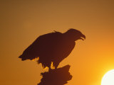 Buy Bald Eagle Silhouette at Sunset, Kachemak Bay, Alaska, USA at AllPosters.com