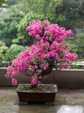Buy Spring Blossoms cover Bonsai, The Chi Lin Buddhist Nunnery, Wong Tai Sin District, Hong Kong, China at AllPosters.com