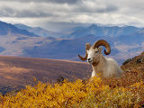 Buy Dall Ram Resting On A Hillside, Mount Margaret, Denali National Park, Alaska, USA at AllPosters.com