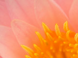 Pink Hardy Water Lily, Kenilworth Aquatic Gardens, Washington DC, USA