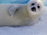 Buy Harp Seal Pup, Gulf of St. Lawrence, Canada at AllPosters.com