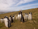 Buy Gentoo Penguin, Beaver Island, Falkland Islands at AllPosters.com