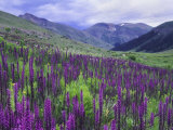 Wildflowers in Alpine Meadow, Ouray, San Juan Mountains, Rocky Mountains, Colorado, USA