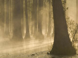 Bald Cypress Swamp in Fog, Cypress Gardens, Moncks Corner, South Carolina, USA