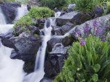 Mountain Stream and Wildflowers, Ouray, San Juan Mountains, Rocky Mountains, Colorado, USA