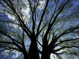 Pattern of Branches in Stately American Elm Tree