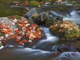 Red Maple Leaves, Little Carp River, Porcupine Mountains State Park, Michigan, USA