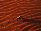 Buy Thorny Devil, Central Desert, Australia at AllPosters.com